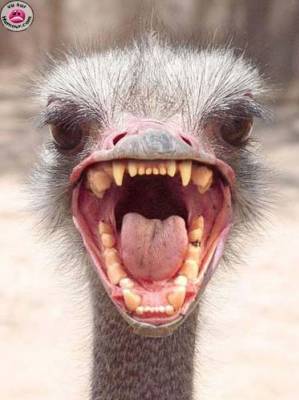 zenitram77:fai un omage a otentike carnivore