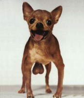 zenitram77:petie petite coull