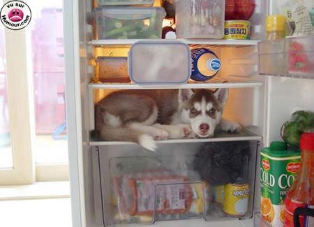 zenitram77 il fai koi lui