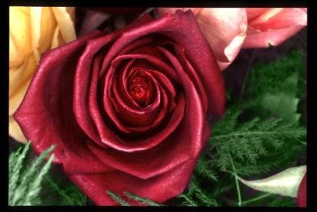 zenitram7 7 peti poeme